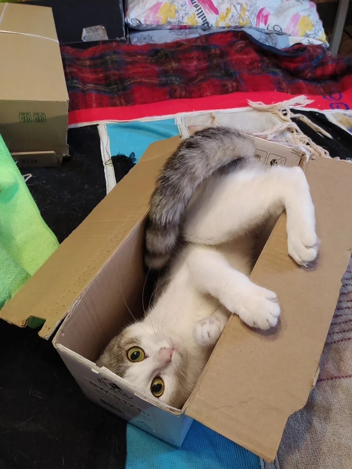 Cat found a box - My, cat, Paws