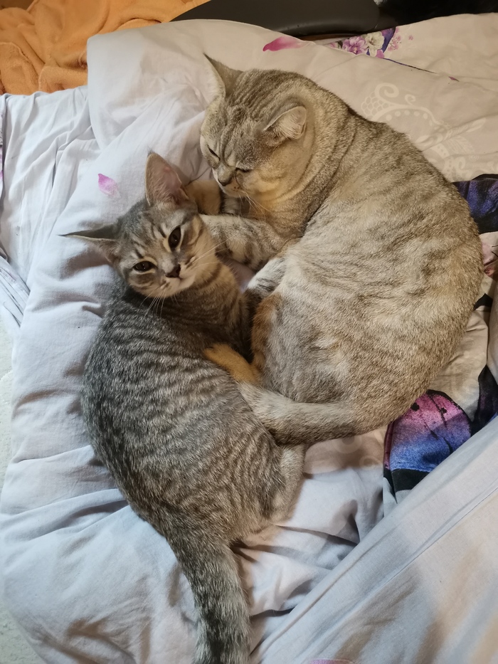 ��� ���������