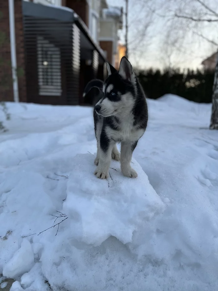 Dog found (owner found) - My, Lost, Moscow region, Подмосковье, A loss, The dog is missing, Dog, Husky, No rating, Longpost, Found a dog