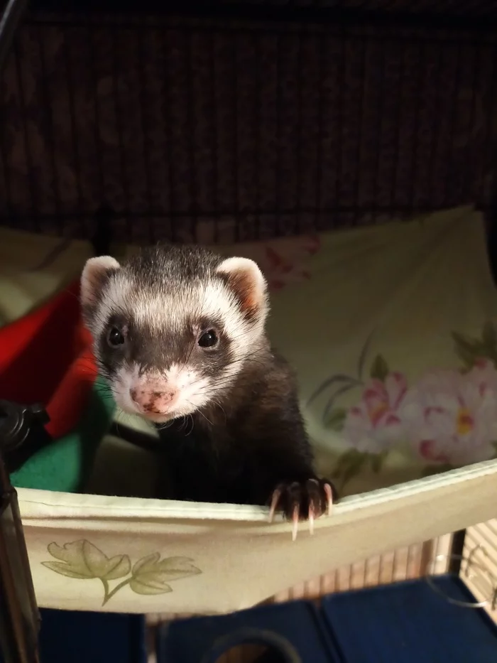 Response to the post I will dilute the tape of cats - My, Ferret, A wave of posts, Reply to post, Milota, Longpost, Pets