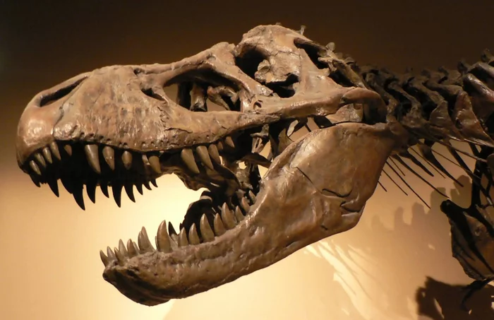 Scientists announced the discovery of two new species of Tyrannosaurus rex - Paleontology, Dinosaurs, Extinct species, Research, Informative, Tyrannosaurus, Longpost