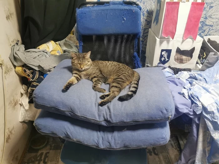 Показываю котиков (ака не показал кота — не пикабушник) Кот, Милота, Длиннопост, Домашние животные