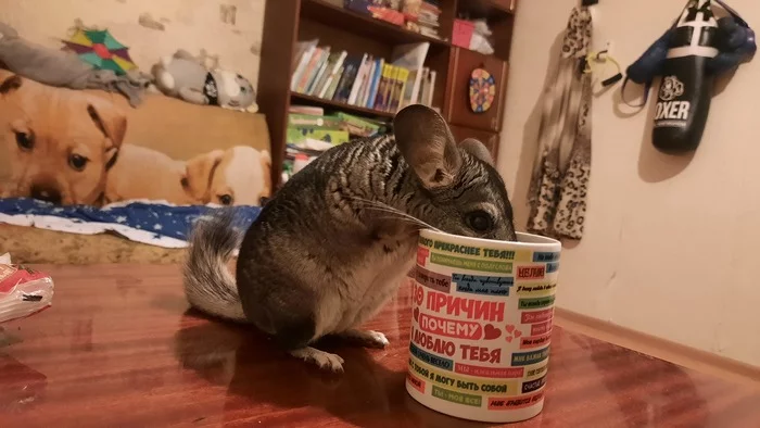 A long-eared watercoat named Chevrolet - My, Chinchilla, Pets