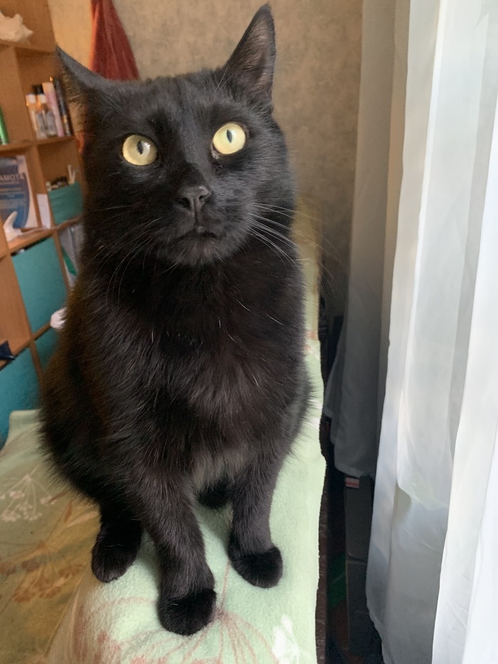 Ответ на пост «не показал кота - не пикабушник»