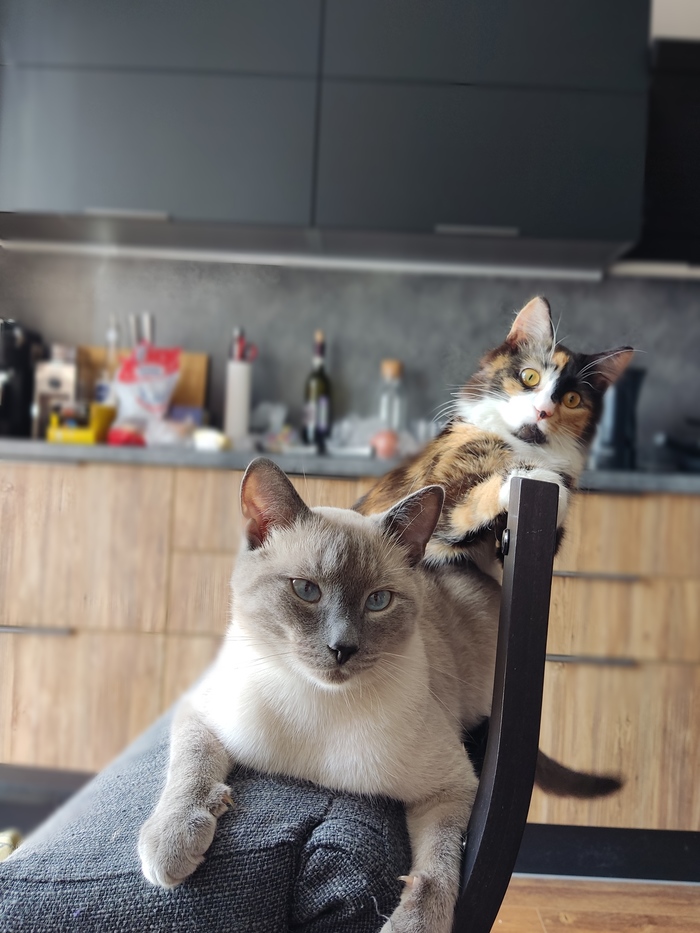 Ответ на пост «Не показал кота - не пикабушник»