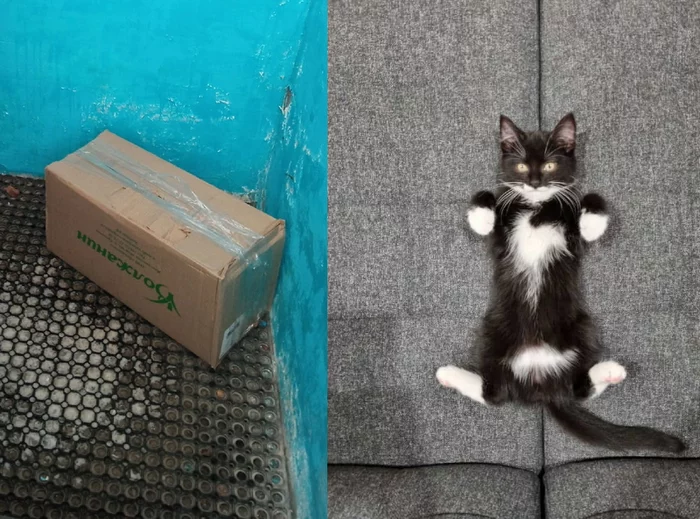 Before and after. The kitten that was thrown to the clinic - My, cat, It Was-It Was, Found a home, The rescue, Pets