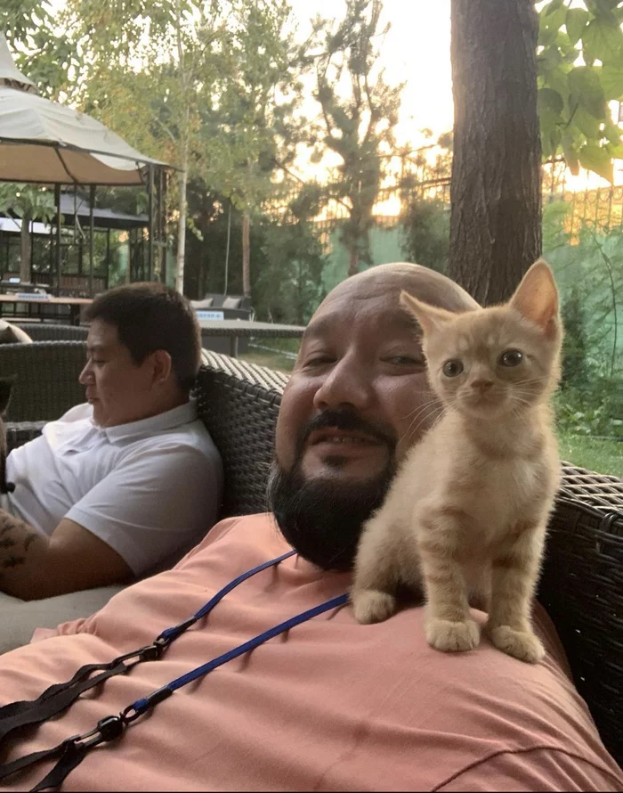 Response to the post Did not show the cat is not a pickabushnik - My, Reply to post, Redheads, cat, Kittens