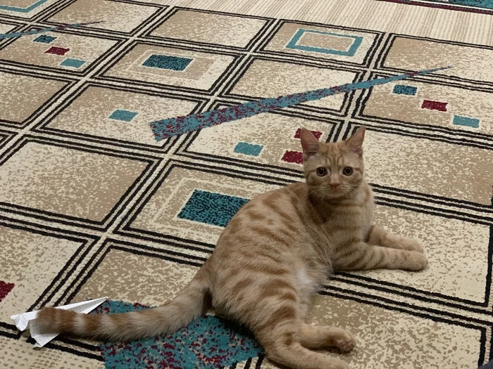 Response to the post Did not show the cat is not a pickabushnik - My, Reply to post, Redheads, cat, Kittens