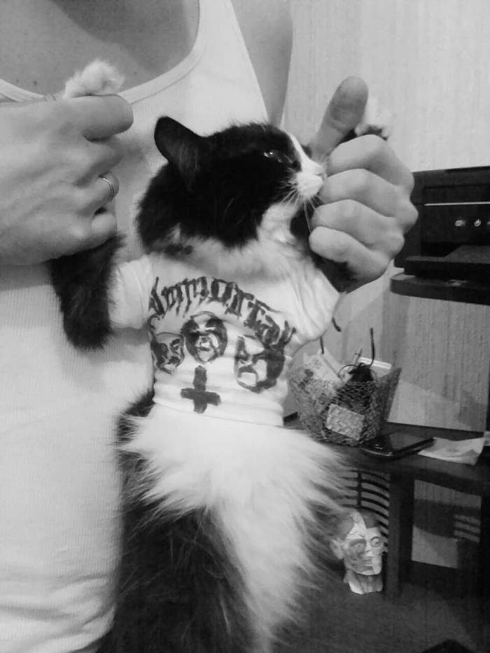 Here's my cat in an immortal T-shirt - My, cat, Immortal (black metal band), Positive