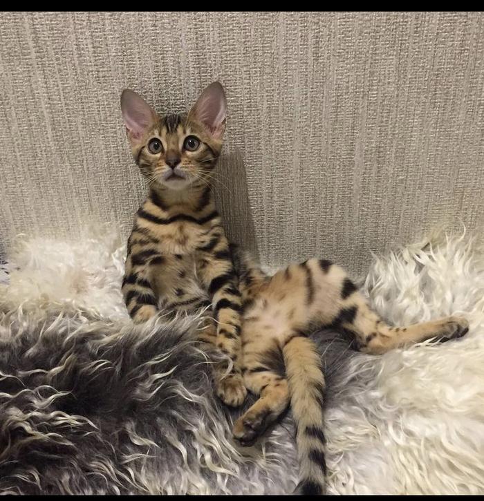 Не показал кота, не пикабушник