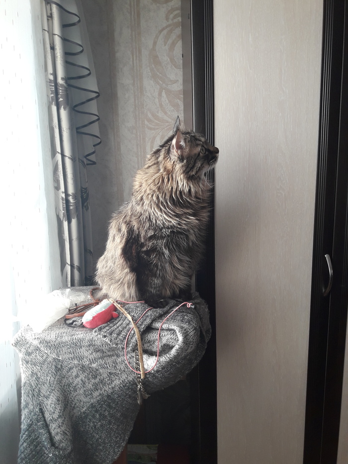 Ответ на пост «Не показал кота - не пикабушник»