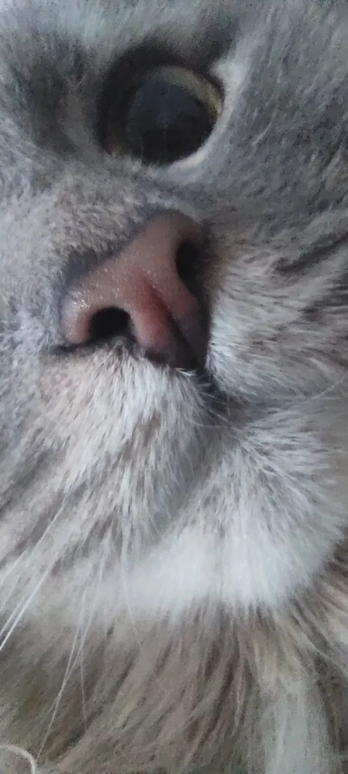 Fuck the war,here's your nose - My, cat, Nose, Longpost