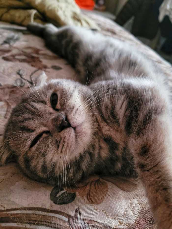 Ответ на пост «Не показал кота - не пикабушник»