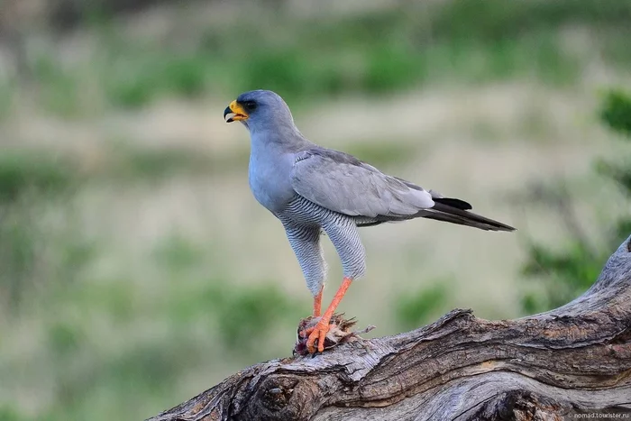 Song Hawk Gabar: If biology were a role-playing game. The Story of the Hermit Bard - Hawk, Birds, Predator birds, Gabar, Animal book, Yandex Zen, Longpost