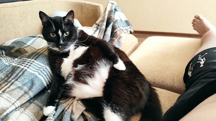 In the wake of posts Did not show a cat - not a pickabushnik - My, Pets, A wave of posts, cat, Marquis, Video, Longpost
