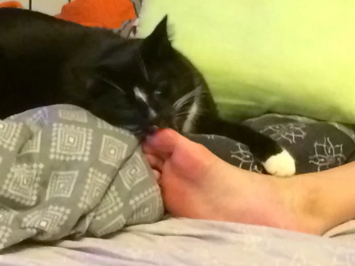 In the wake of posts Did not show a cat - not a pickabushnik - My, Pets, A wave of posts, cat, Marquis, Video, Longpost