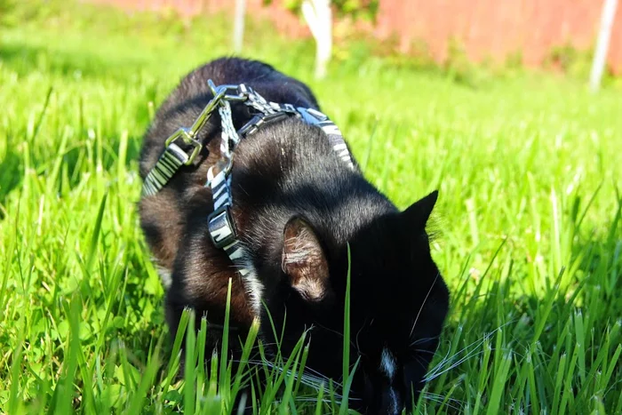 In the wake of posts Did not show a cat - not a pickabushnik - My, Pets, A wave of posts, cat, Marquis, Video, Longpost
