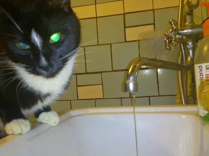 In the wake of posts Did not show a cat - not a pickabushnik - My, Pets, A wave of posts, cat, Marquis, Video, Longpost