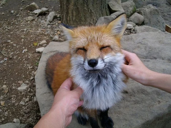 Enough! - Milota, Fox, Fluffy