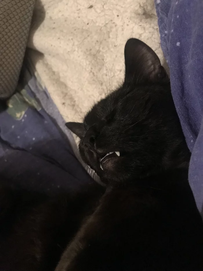 Response to the post Lucifer - Longpost, Reply to post, Black cat, Milota, cat, My