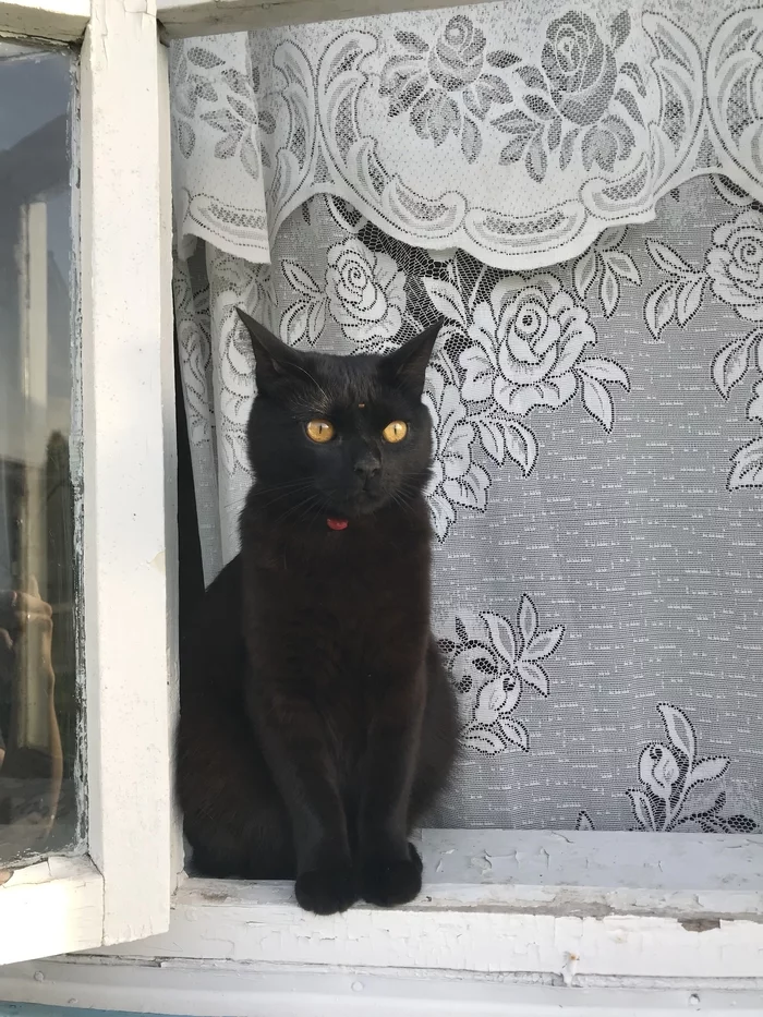 Response to the post Lucifer - Longpost, Reply to post, Black cat, Milota, cat, My