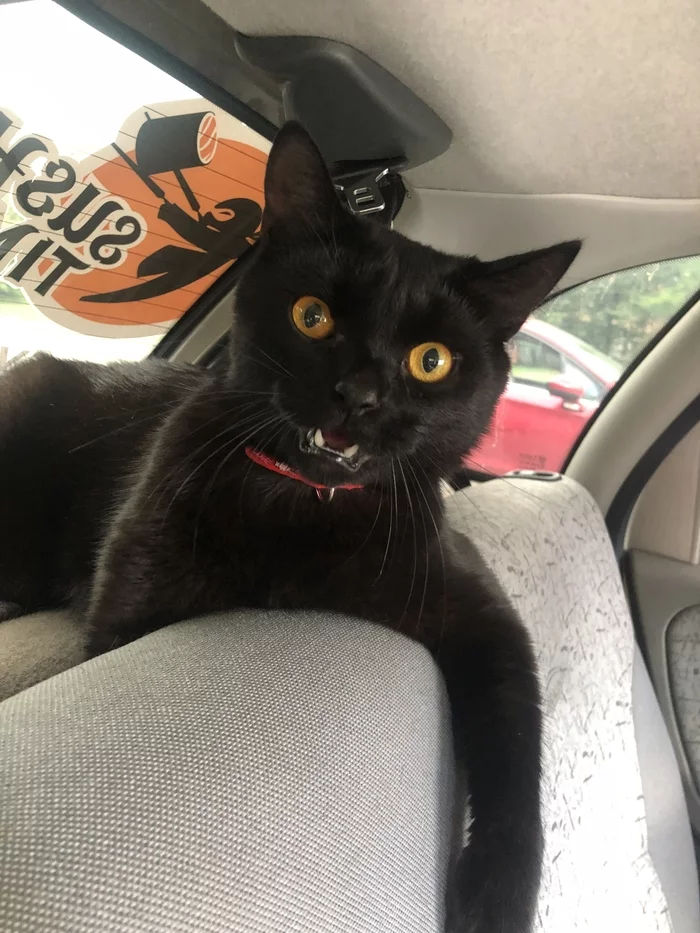 Response to the post Lucifer - Longpost, Reply to post, Black cat, Milota, cat, My