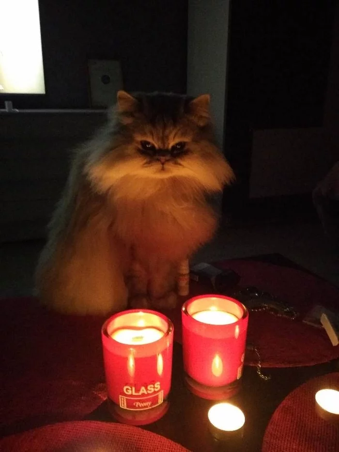 Everyone shows off their cats and I decided to show off mine. - My, cat, Mobile photography, Longpost