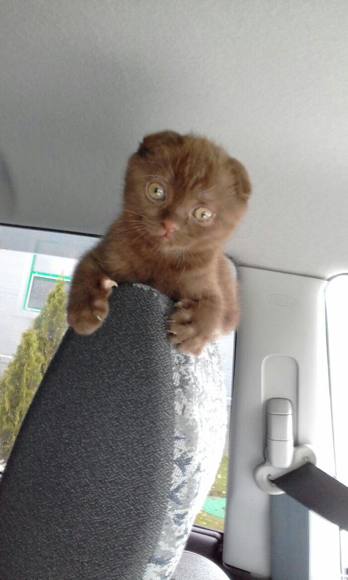 �������� ���������