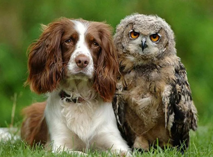 Совместная охота