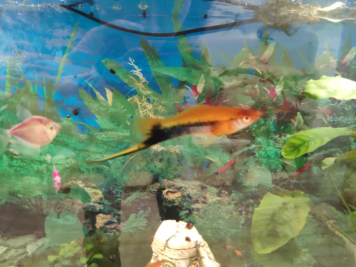 ������ �����, ���� ��**��� ������ ����