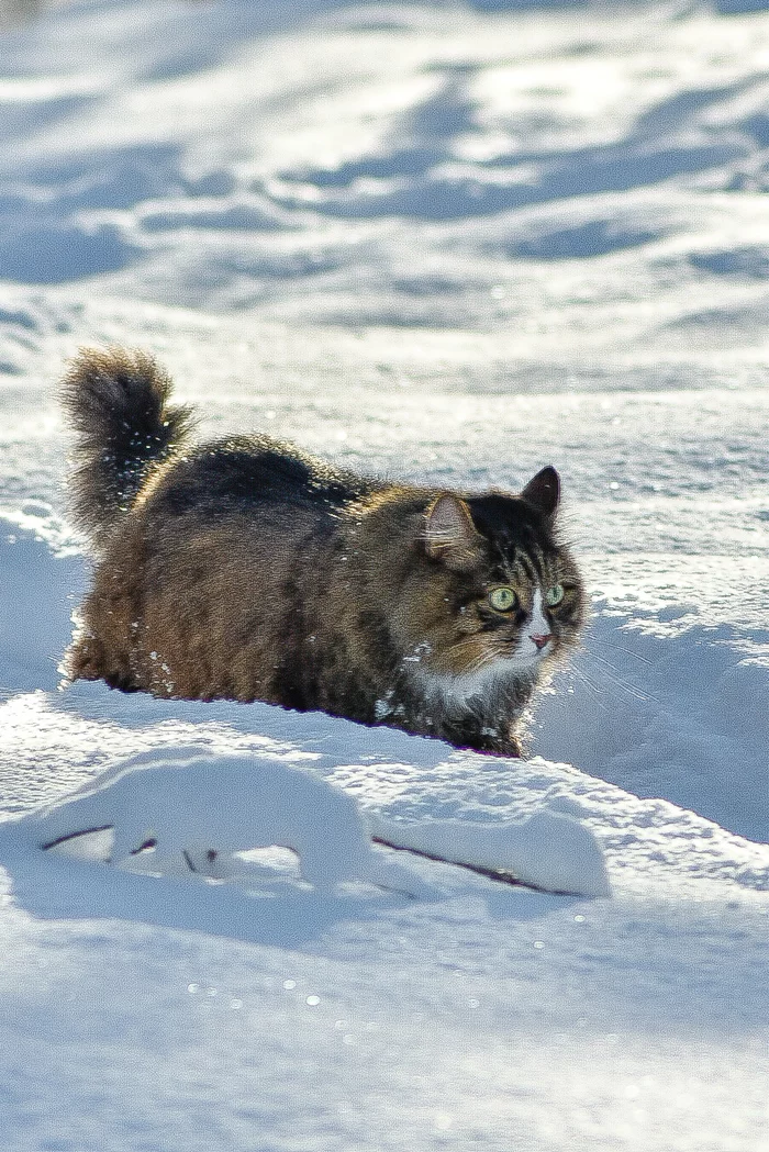 When 1 day of spring and winter is not gone yet - My, Beginning photographer, Arkhangelsk region, Nikon, Street photography, cat, Cats and dogs together, The park