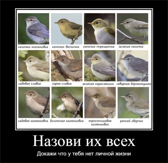 Fascinating ornithology - Humor, Birds, Observation, Ornithology, Demotivator