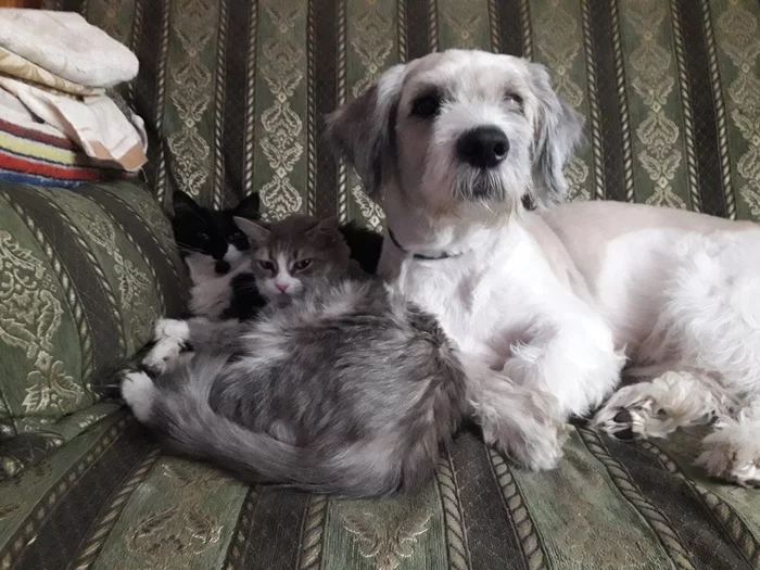 I'll show you my fluffy ones) Dog Cas, gray Eynz and bearded Gretta) There is also Eublepharus and old hamsters) - Pets, cat, Dog, Longpost, A wave of posts