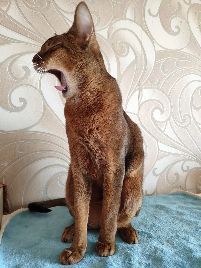 Didn't show a cat - not a pickabushnik - My, cat, A wave of posts, Sphinx, Abyssinian cat