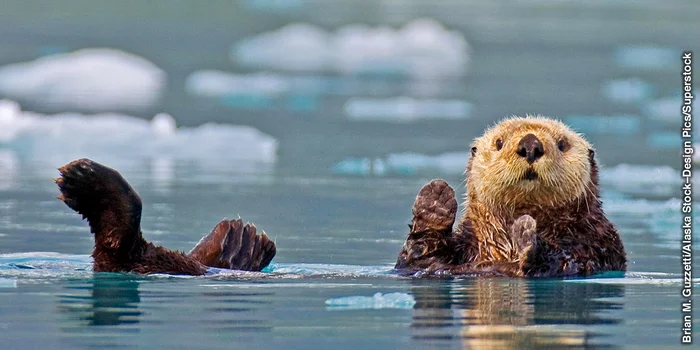 Not just about cats - Animals, wildlife, Sea otter