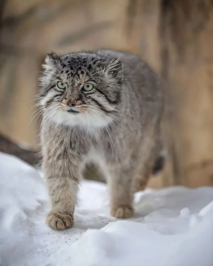 And who called the manul here? - Pallas' cat, Small cats, Cat family, Predatory animals, Wild animals, Rare view, Fluffy, Pet the cat, Zoo, Japan