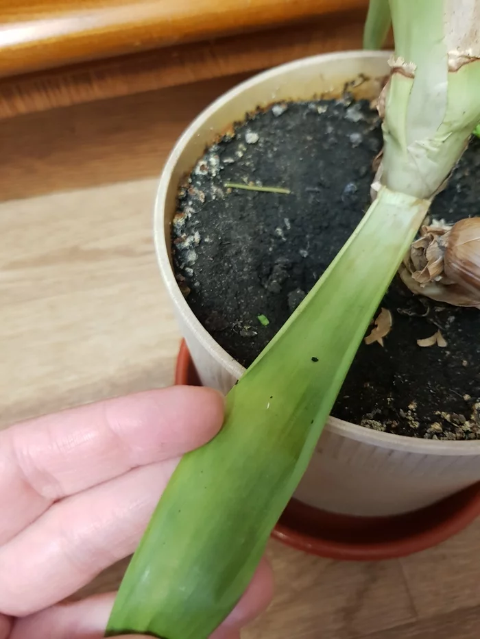 Help identify the plant - My, League of biologists, What kind of plant, Help me find, Longpost, What's this?, Plants, Houseplants