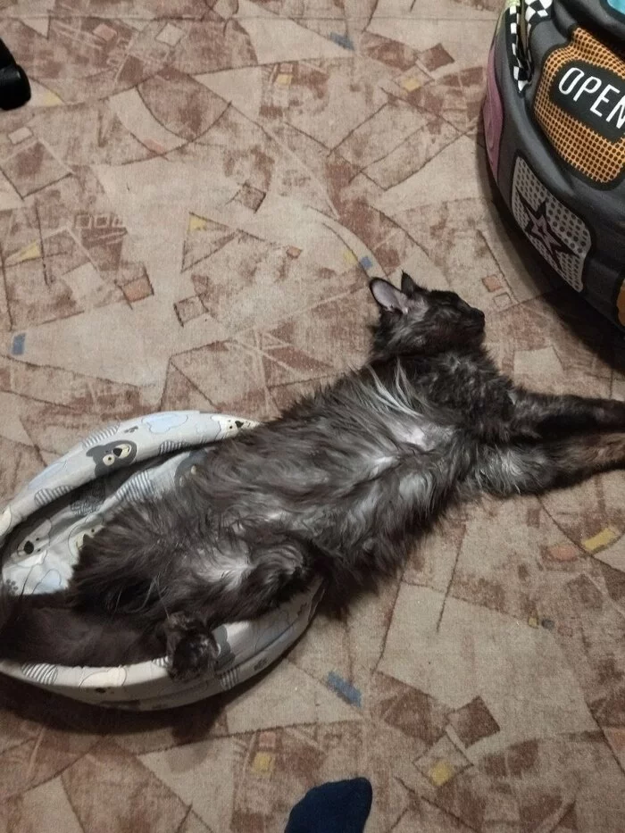 Кота всем! - Длиннопост, Кот, Мейн-кун, Волна постов, Моё