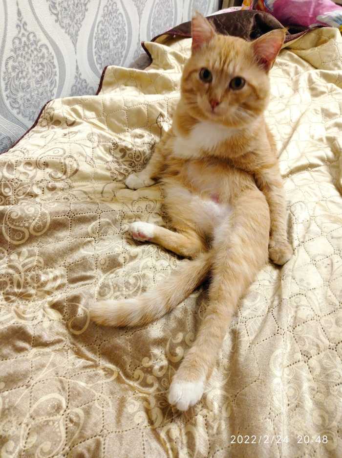 Ответ на пост «Не показал кота - не пикабушник»