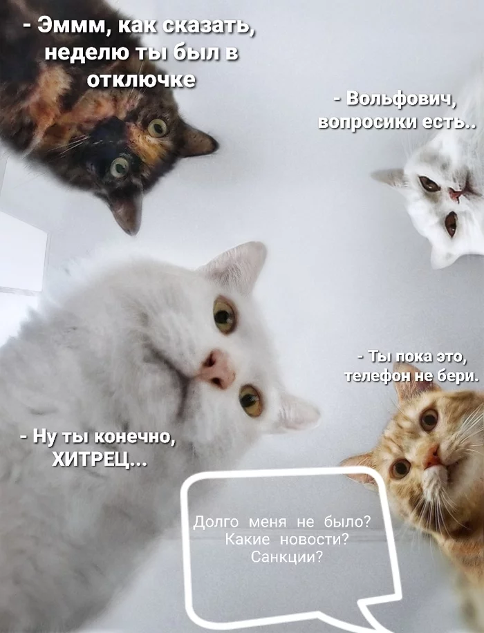 Volfovich, there are questions - My, Vladimir Zhirinovsky, Strange humor, Natasha we dropped everything, Picture with text, cat, Politics