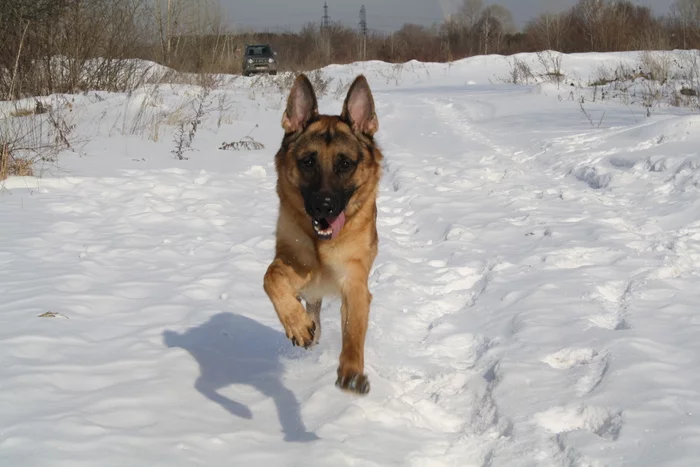 Some cats in the tape... - My, Dog, German Shepherd, The photo