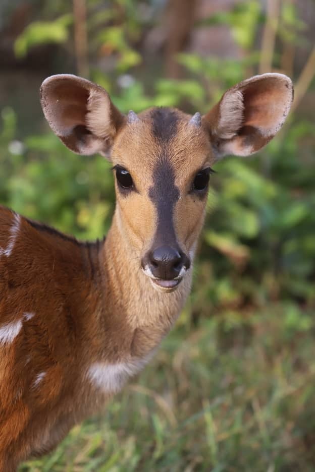 Chance or chance for the future - My, Antelope, Mobile photography, Africa, Longpost, Pets