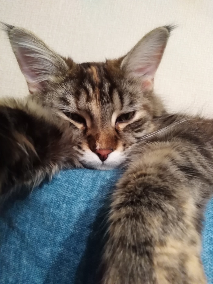 Ответ на пост "Не показал кота - не пикабушник"