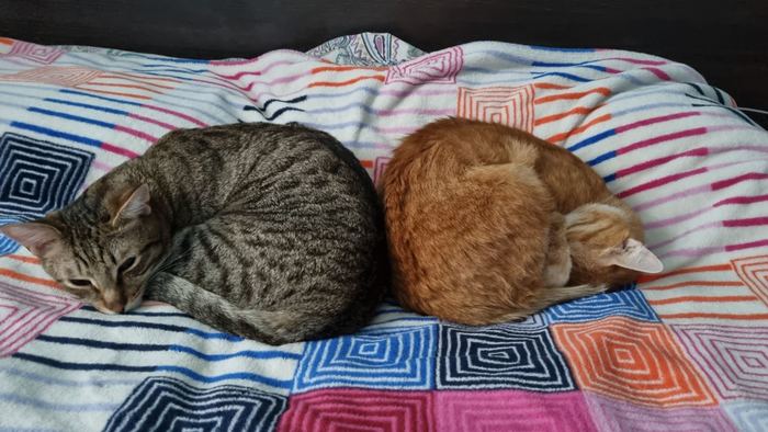 On the wave of catposts ;) - My, Yin Yang, cat, A wave of posts, The photo