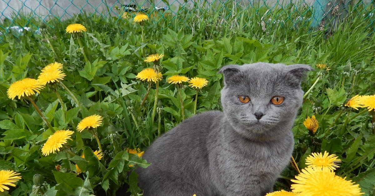 Тоже покажу. Кот ЪУЪ одуванчик. Кот с одуванчиком во рту. Кот и одуванчик тьфу. Кот с одуванчиком Мем.