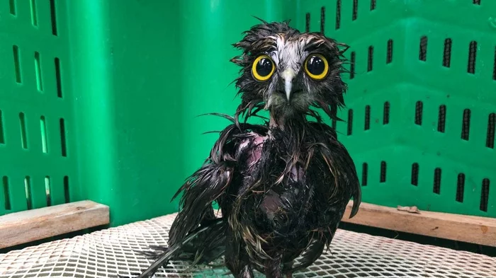 For those who are overwhelmed by complex emotions - Owl, Emotions, After the bath