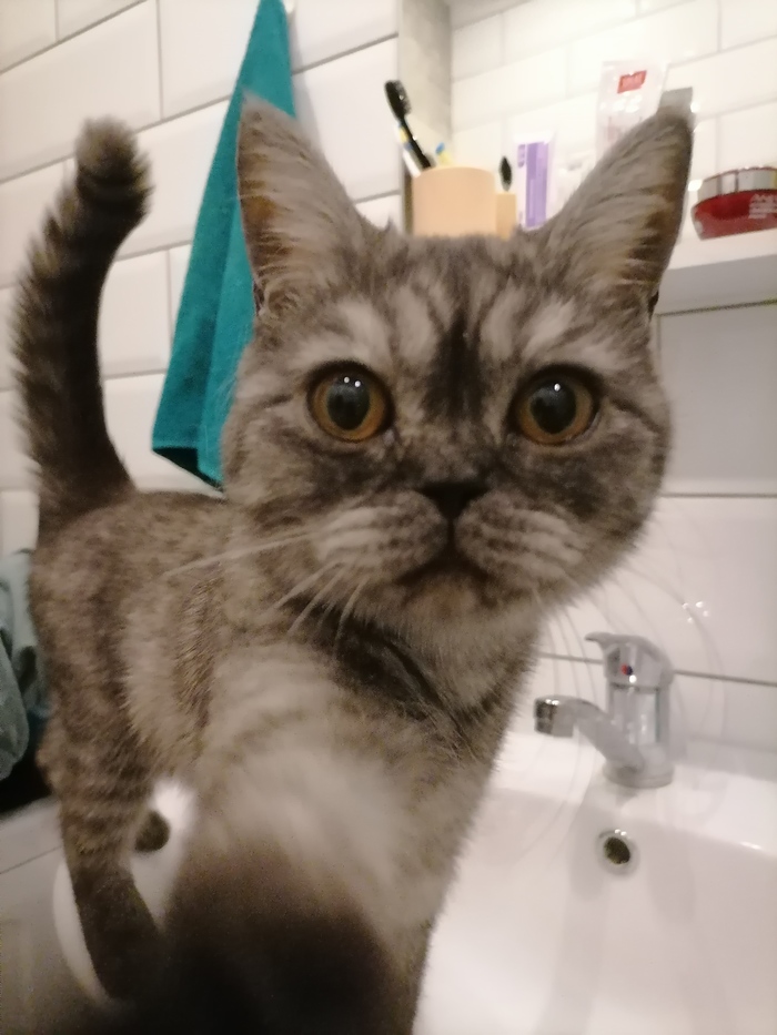 Селфи моей кошки для пикабу