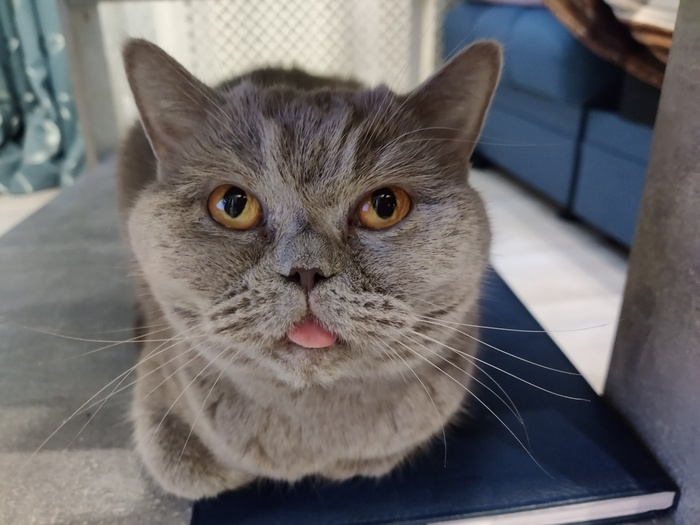 ��� ��������