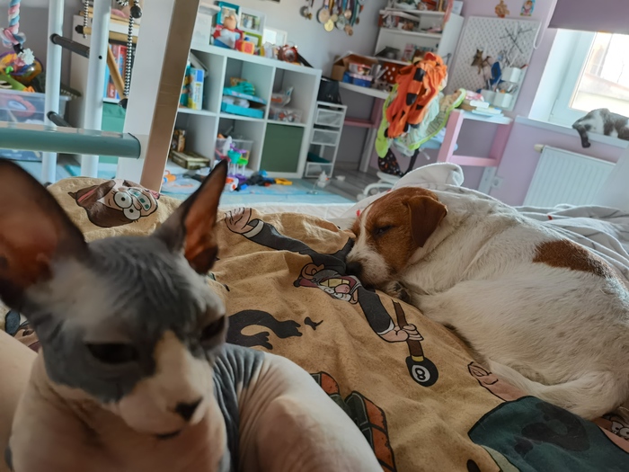 Кот делает селфи со спящим другом