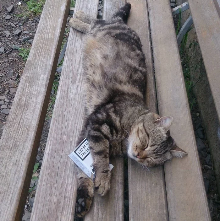 I squeezed my cigarettes! - Cigarettes, cat, My